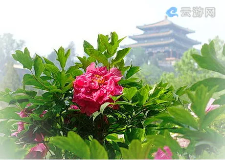 洛阳神州牡丹园
