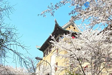 武汉大学樱花节图片
