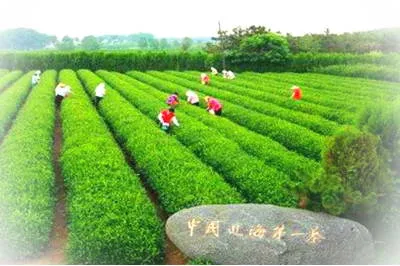 日照御青茶博园