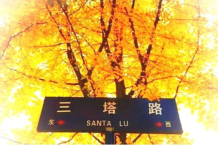 嘉兴三塔路银杏小长廊