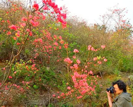 密云北庄镇大岭村杜鹃花