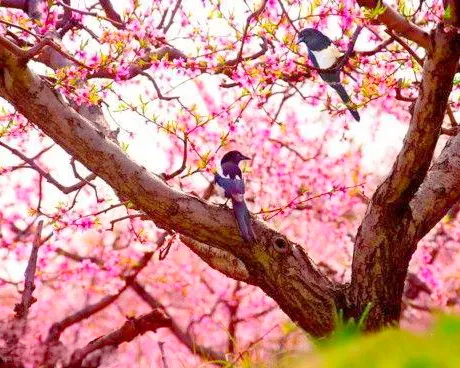 平谷峨眉山村桃花海