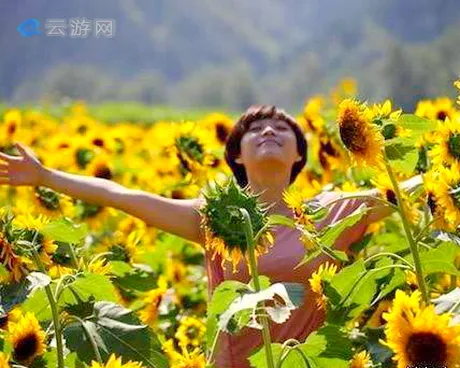 密云雾灵西峰彩葵园