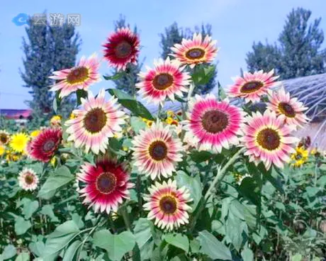 密云雾灵西峰彩葵园