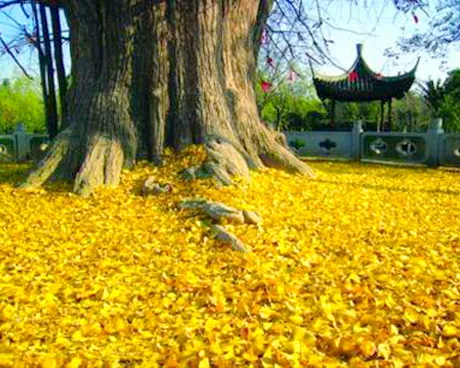 嘉定古树公园