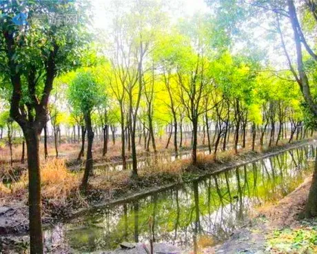 上海松南郊野公园