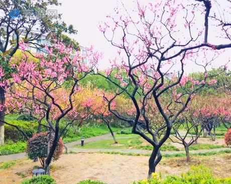上海莘庄梅园