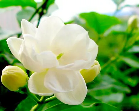 南京中华茉莉谷