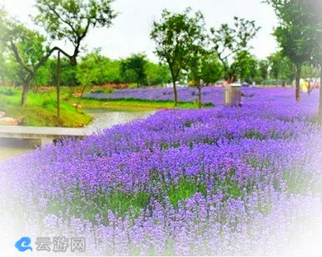 鹅湖玫瑰文化园（鹅湖玫瑰园）