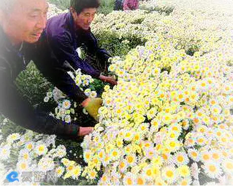 亳州王土庄村菊花种植基地