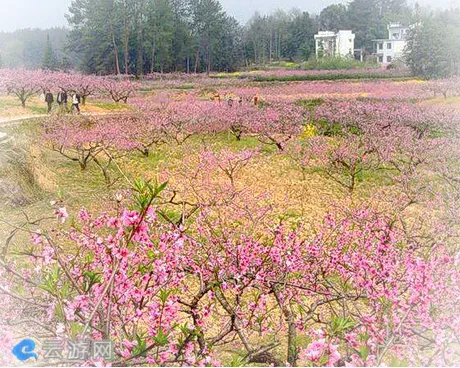 肥西桃花镇千亩桃花游园