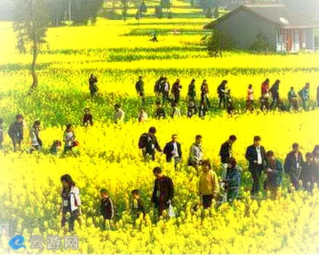 潼南崇龛油菜花