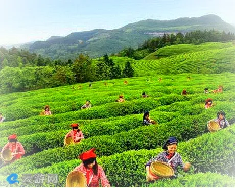 武隆天尺坪茶山花海