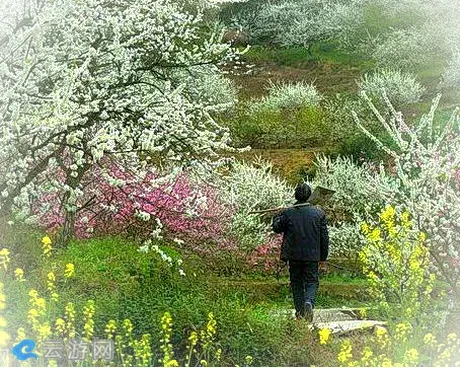 重庆渝北印盒李花生态旅游区