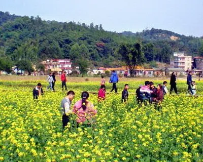 广州梯面油菜花节