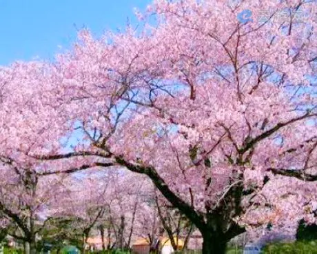 广州横坑村樱花园