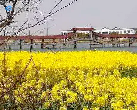 青浦金泽镇岑卜村