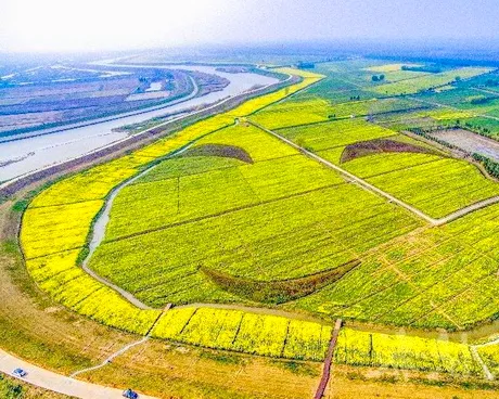 浦口永宁油菜花田
