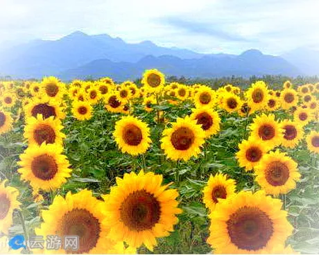 凤县千亩向日葵园
