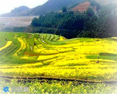 丹寨高要梯田油菜花