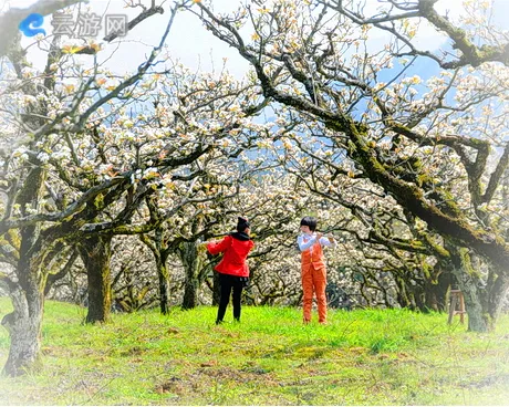 光泽管蜜村