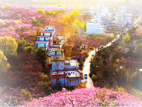 内乡油桃沟
