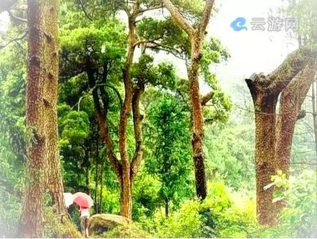 仙游百松村