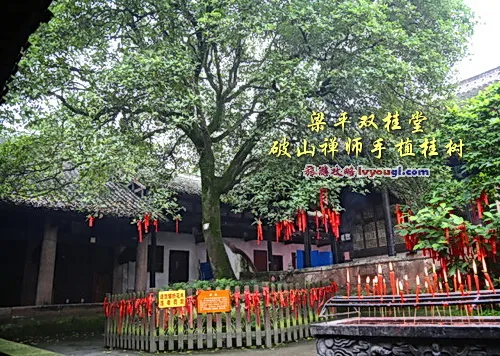 梁平双桂堂破山禅师手植桂树