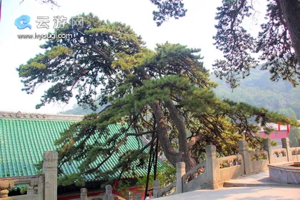 戒台寺奇松古槐