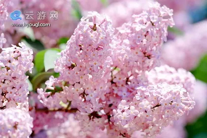 戒台寺珍贵花卉