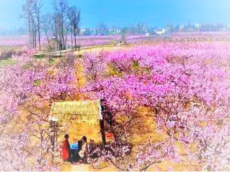 新野津湾村