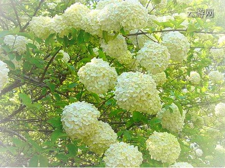 扬州琼花观