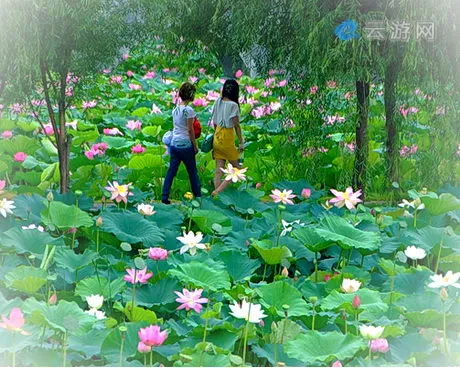 岳阳君山野生荷花世界
