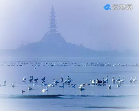 东营天鹅湖
