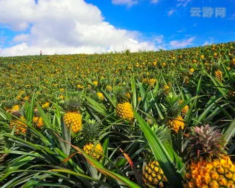 徐闻县旅游景点