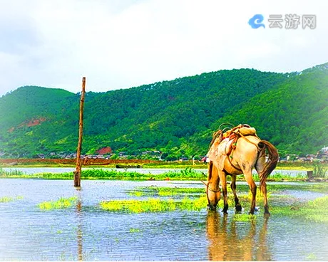 丽江拉市海茶马古道