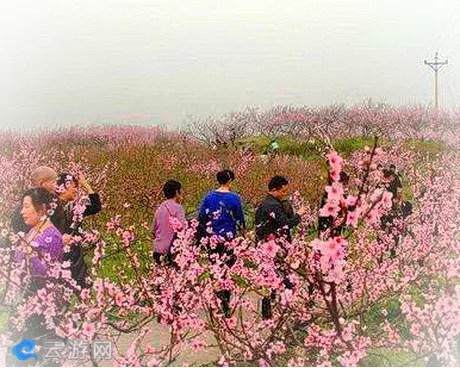 重庆合川官渡桃花节